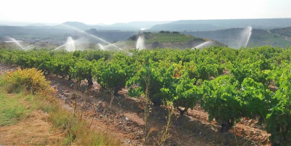 Uva enverada