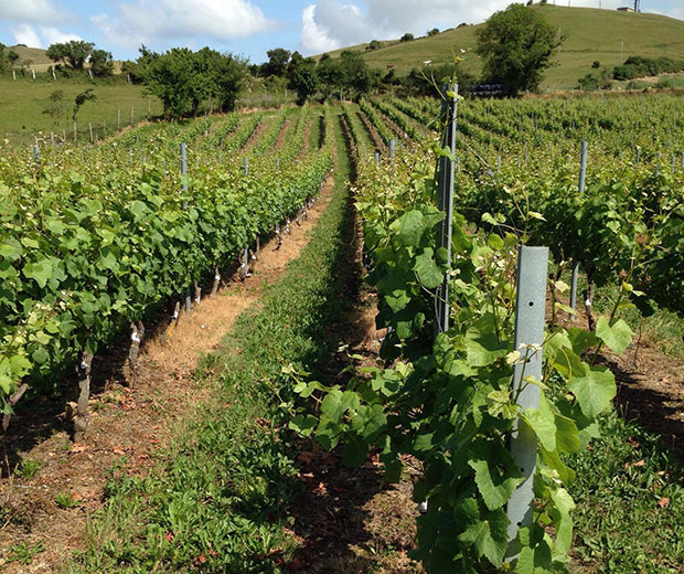 El Txakoli no es el único vino vasco