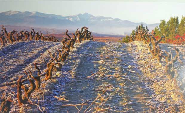 Rioja Alavesa abrazada a su camino