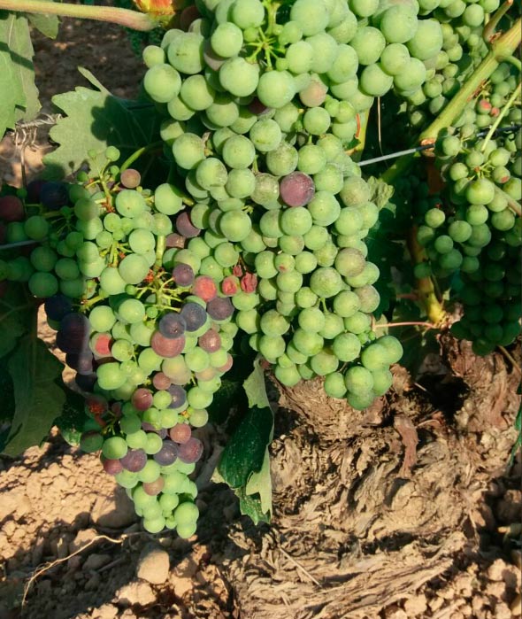 Uva enverada
