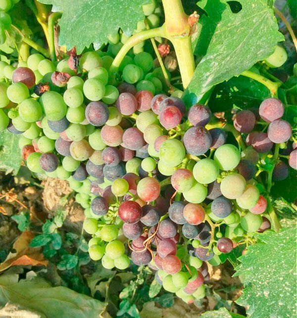 Uva enverada