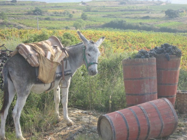 Rioja Alavesa DO