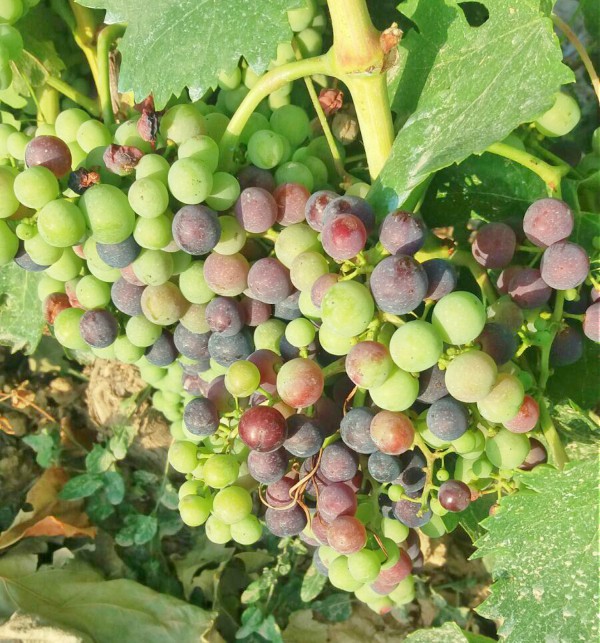 Un relato de Rioja Alavesa - Joserra Elorriaga