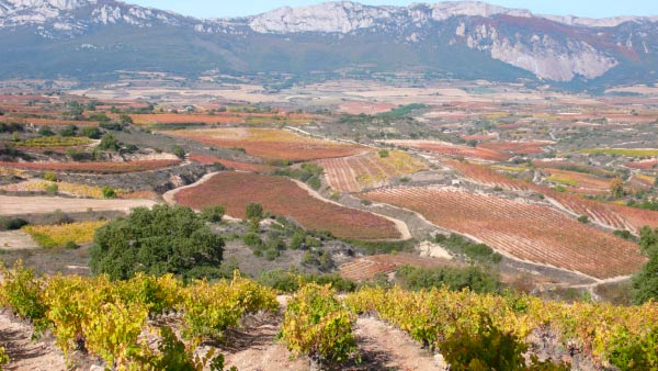 Cambios en Rioja Alavesa