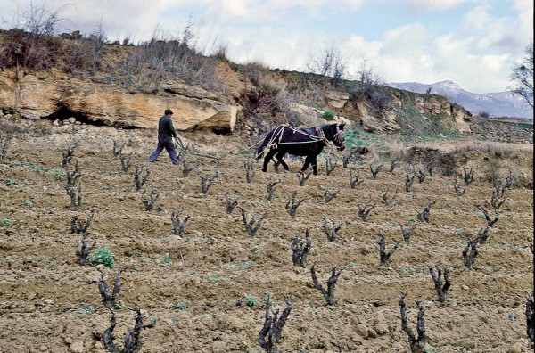 La Revolución Enológica en Rioja Alavesa