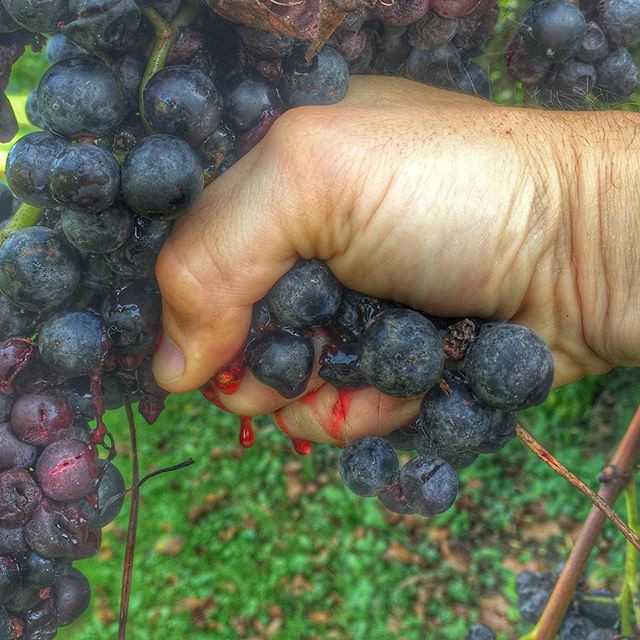 Uvas mano de vendimia