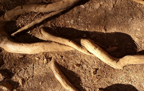 Raíz y magia alimentan Rioja Alavesa