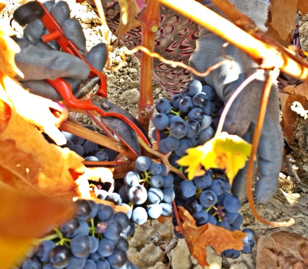 vendimia-cortar-uva