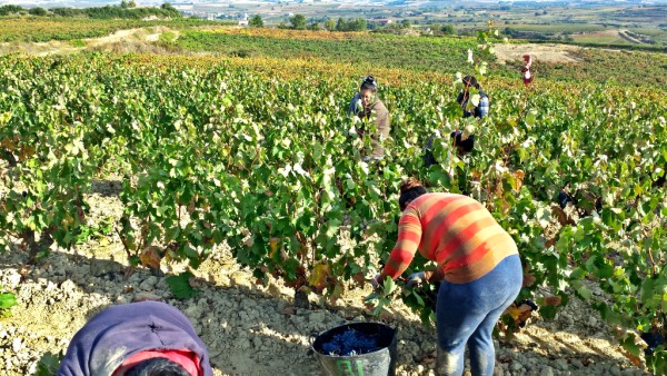vendimia-cuadrilla-portu
