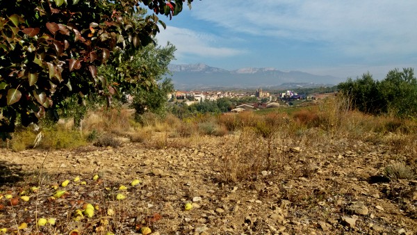 vendimia-elciego-lejos