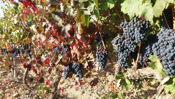 vendimia-uvas-cepas