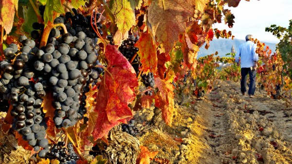 vendimia-uvas-fondopueblo