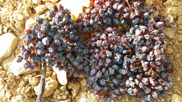 vendimia-uvas-pasas