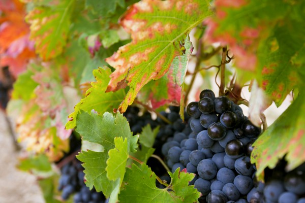 vinas-y-uvas
