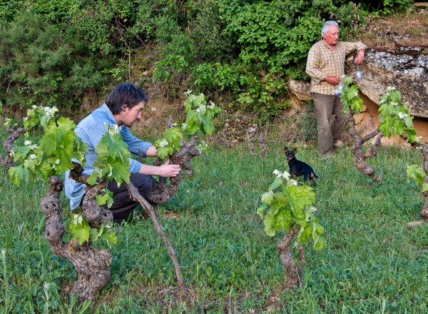 Paisaje del Vino y el Viñedo