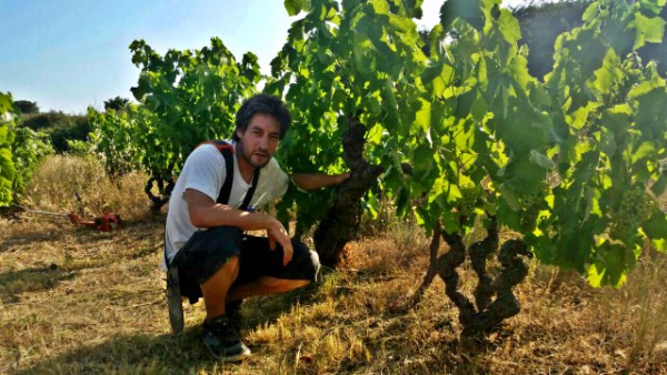 Paisaje del Vino y el Viñedo