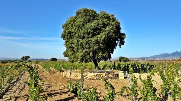 Isidro Elezgarai y Rioja Alavesa
