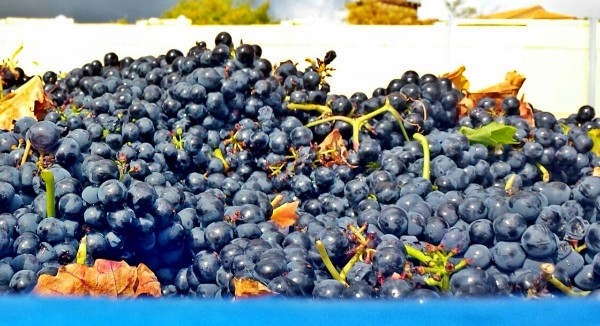 uvas-para-amestoy