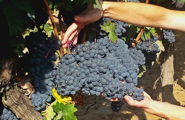 uvas-manos-violeta