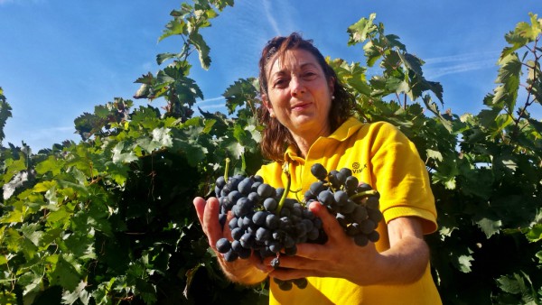 violeta-vendimia-uvas