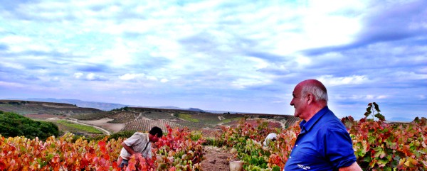 Viñedo de Rioja Alavesa