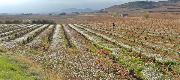 Cepas Alavesas