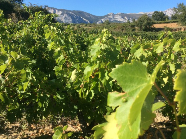 Rioja Alavesa
