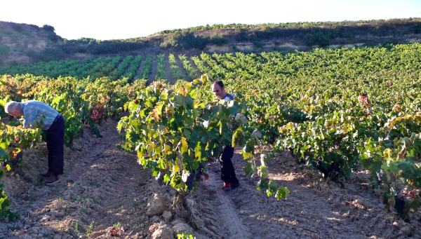 Viñedo de Rioja Alavesa