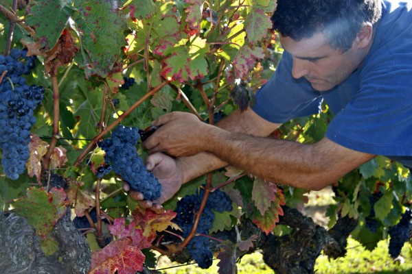 Viñedo de Rioja Alavesa