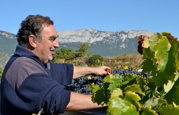 Viñedo de Rioja Alavesa