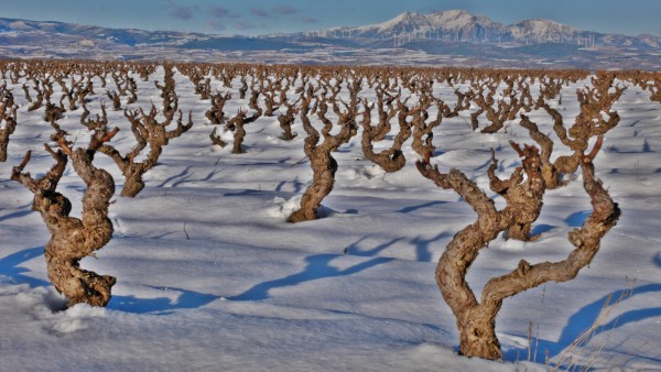 Viejos Viñedos de Álava Viejos Viñedos de Álava