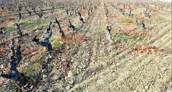 Viejos Viñedos de Álava