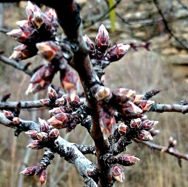 Almendro-Dos