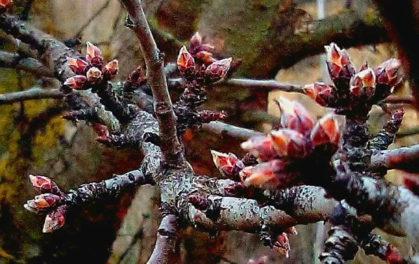 Almendro-Uno