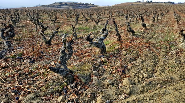 DO Viñedos de Álava DO Viñedos de Álava