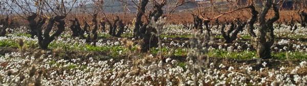 DO Viñedos de Álava DO Viñedos de Álava