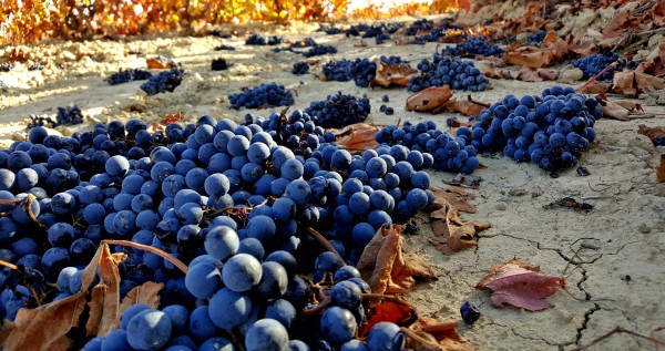 El nobel del hambriento Millones de uvas tiradas.
