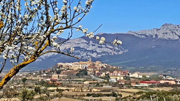 Viñedos Rioja Alavesa Viñedos