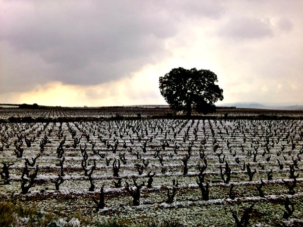 sobre la influencia del Cambio Climático en el viñedo