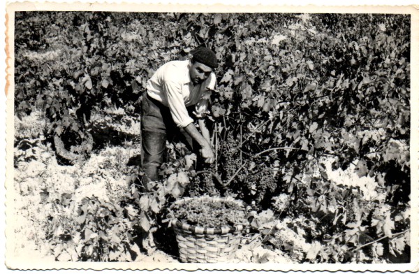 Vino Rioja Alavesa Vino Rioja Alavesa