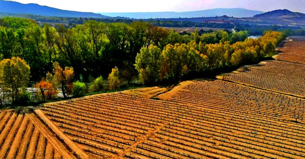 Cepas-Ebro-Abril