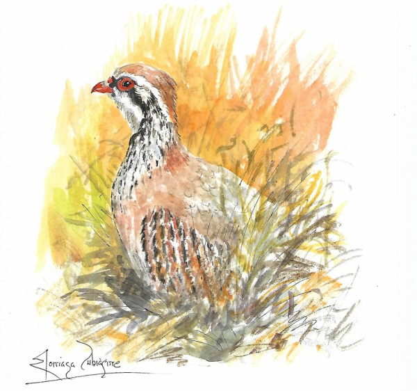 Dibujo-1