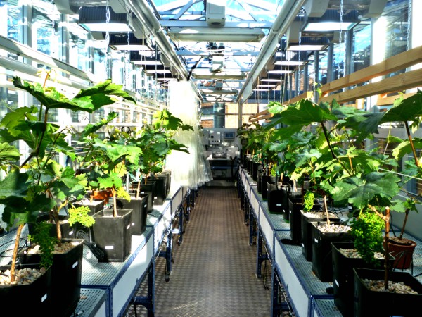 Invernadero-Plantas