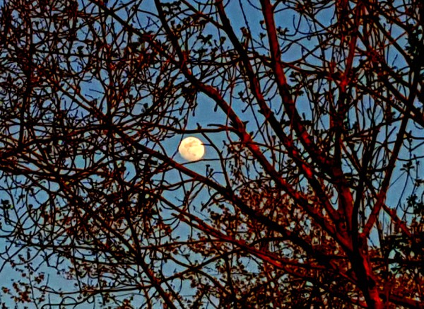 Luna-Abril