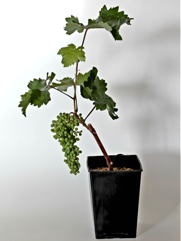 Planta-Uvas