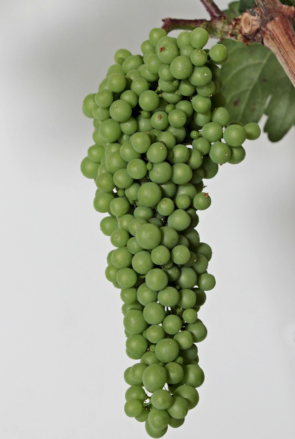 Racimo-Uvas