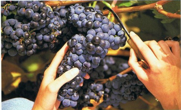 Viticultores de Rioja Alavesa Viticultores de Rioja Alavesa