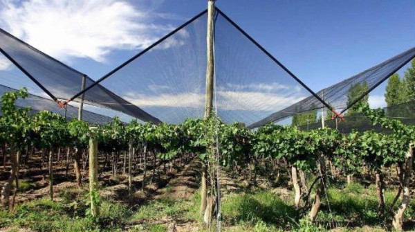 Viticultores de Rioja Alavesa Viticultores de Rioja Alavesa