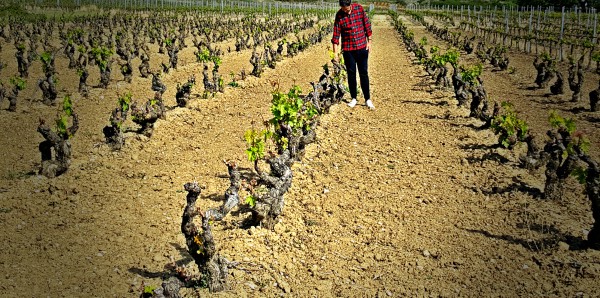Agricultura en Rioja Alavesa