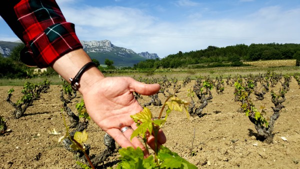 Agricultura en Rioja Alavesa